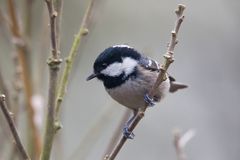 Tannenmeise (Parus ater)