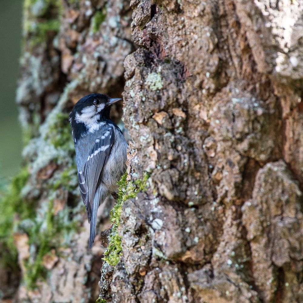 Tannenmeise (Parus ater)