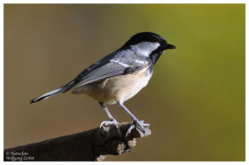 --- Tannenmeise --- ( Parus ater )