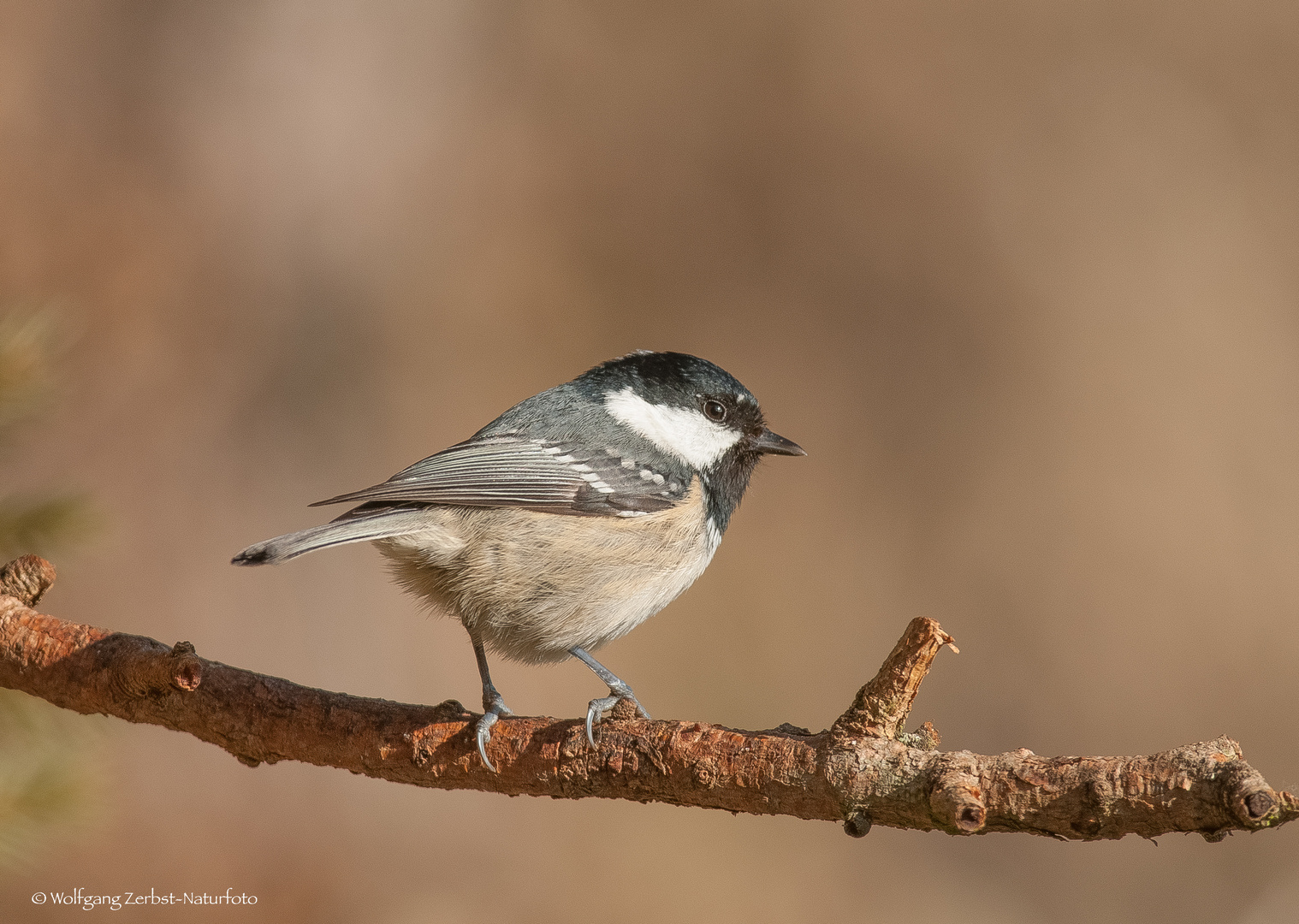 "  Tannenmeise "  ( Parus ater )