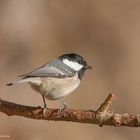 "  Tannenmeise "  ( Parus ater )