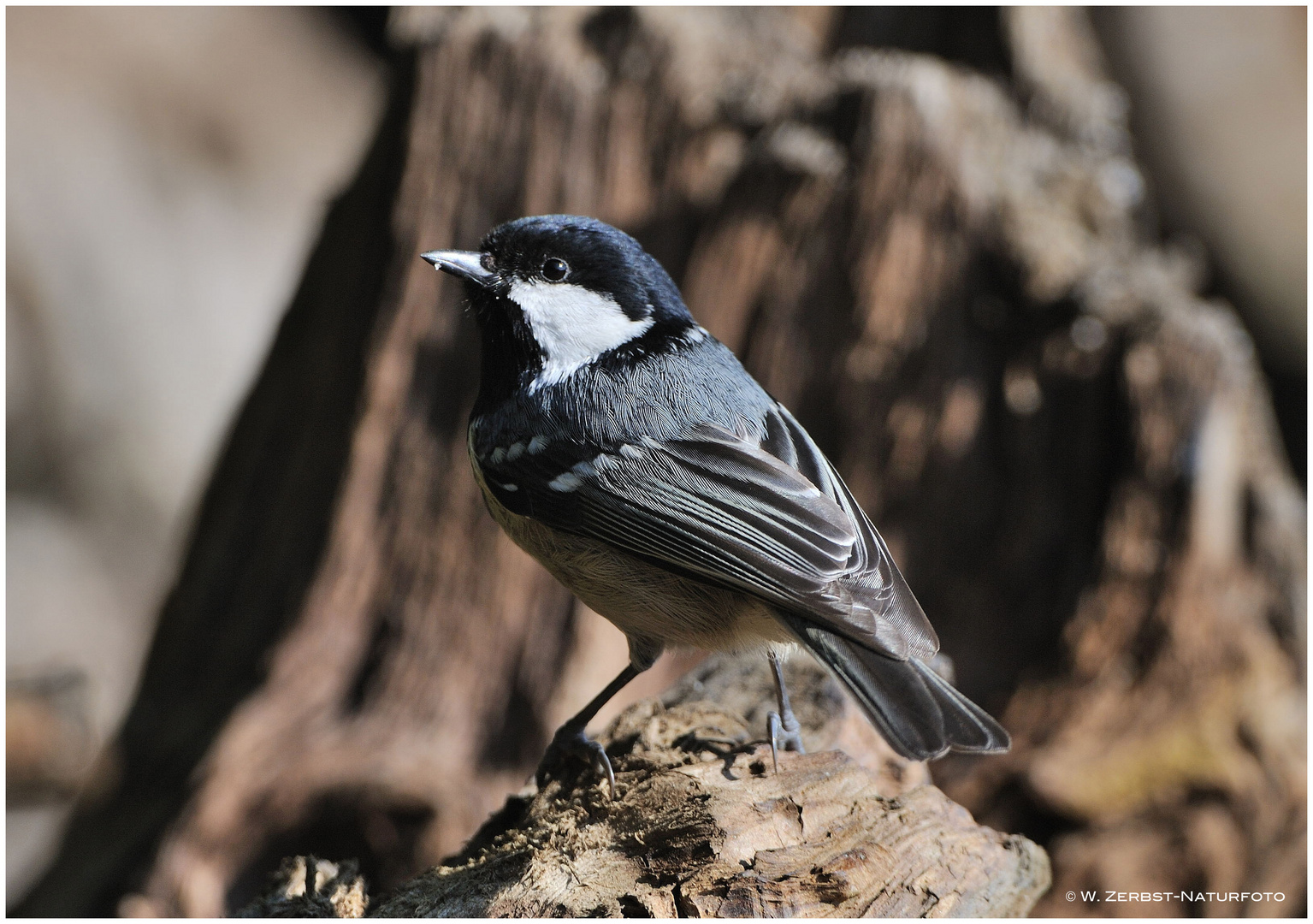 --- Tannenmeise --- ( Parus ater )