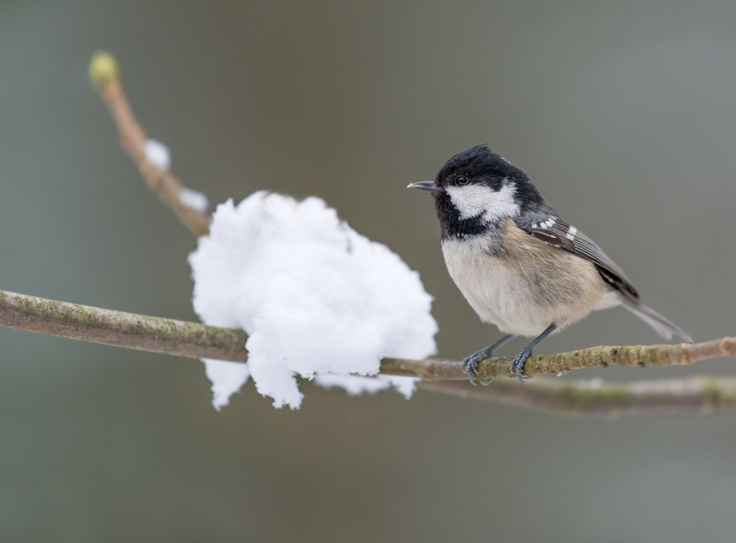 Tannenmeise (Parus ater)