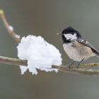 Tannenmeise (Parus ater)