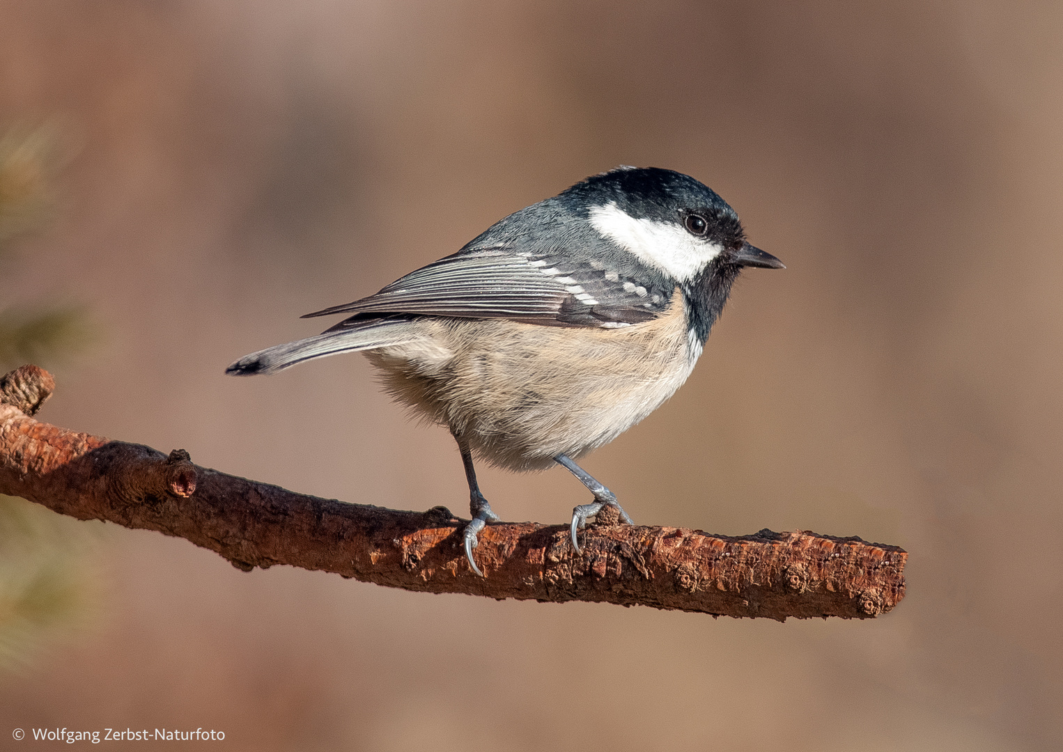  - TANNENMEISE - ( Parus ater )