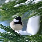 Tannenmeise - Parus ater