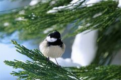 Tannenmeise - Parus ater