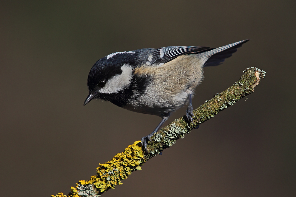 Tannenmeise (Parus ater)