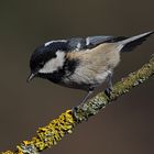 Tannenmeise (Parus ater)