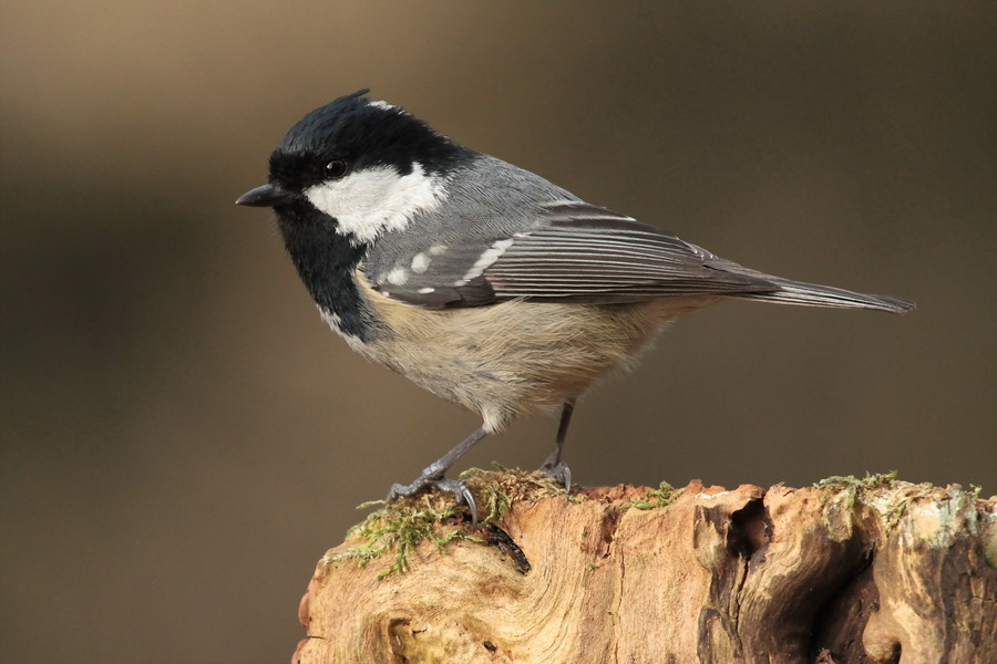 Tannenmeise ( Parus ater )