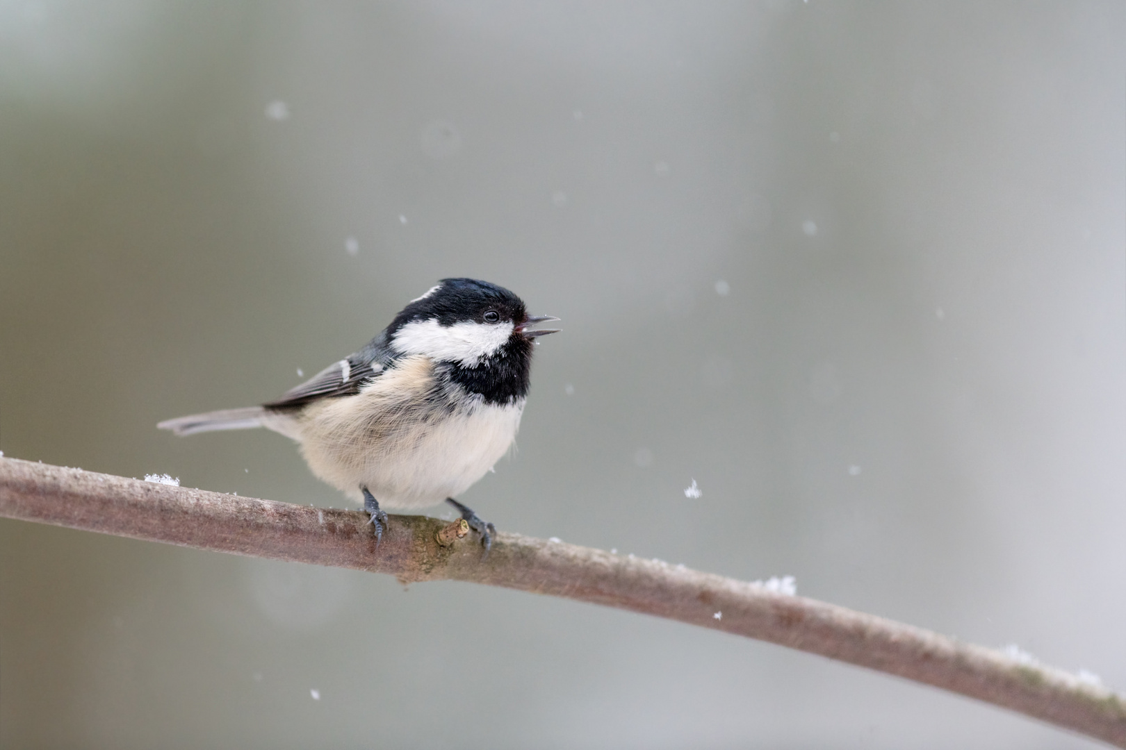 Tannenmeise (Parus ater)