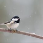 Tannenmeise (Parus ater)