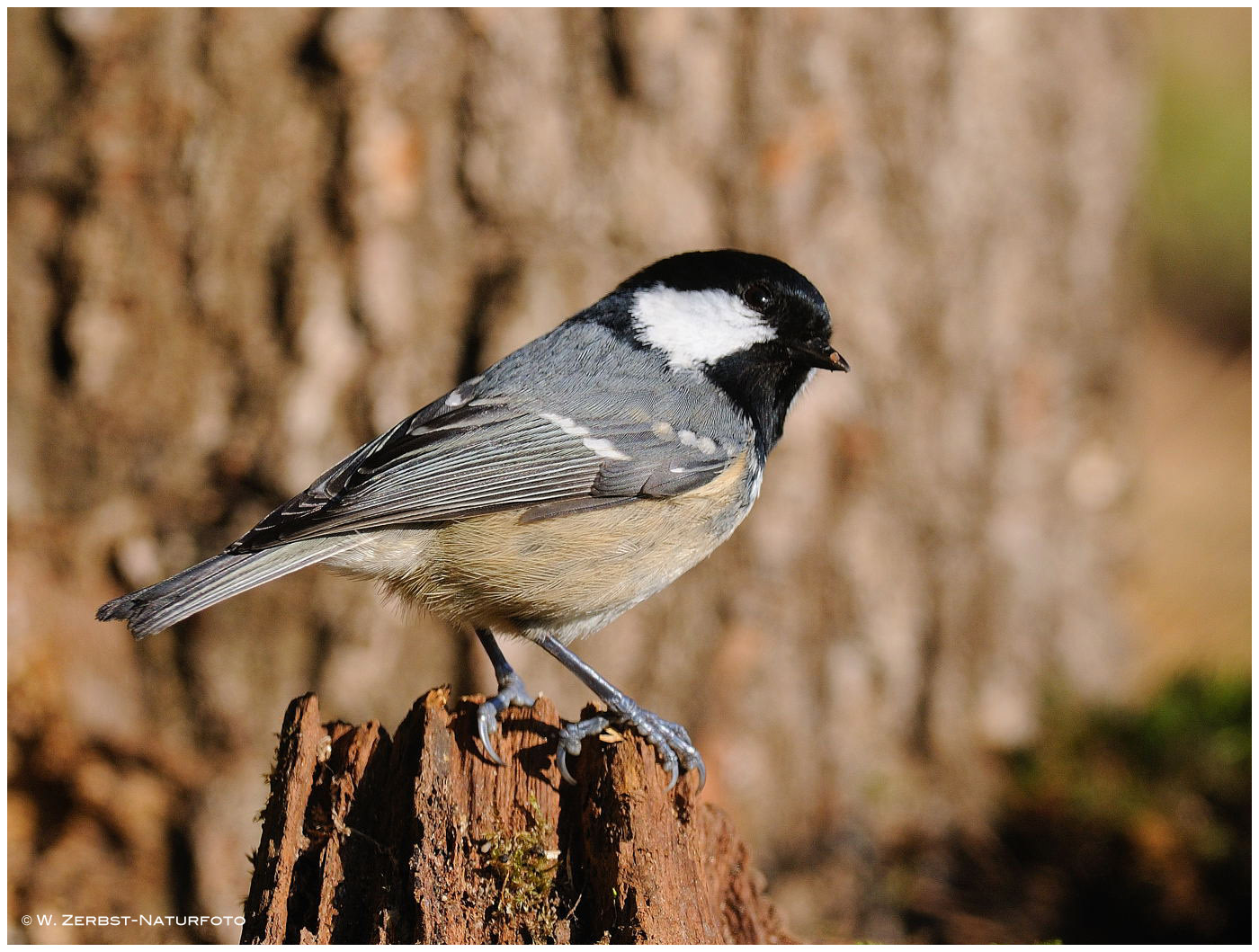 --- Tannenmeise --- (Parus ater )