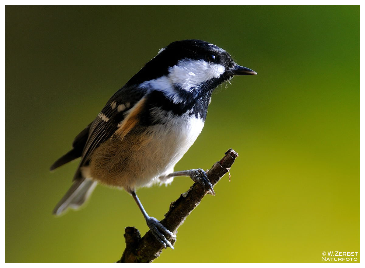 - Tannenmeise - (Parus ater )