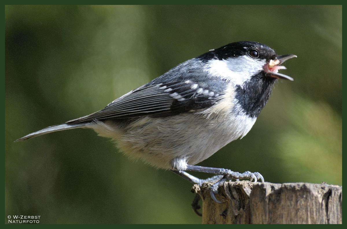 - Tannenmeise - ( Parus ater )