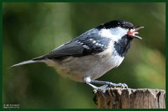 - Tannenmeise - ( Parus ater )