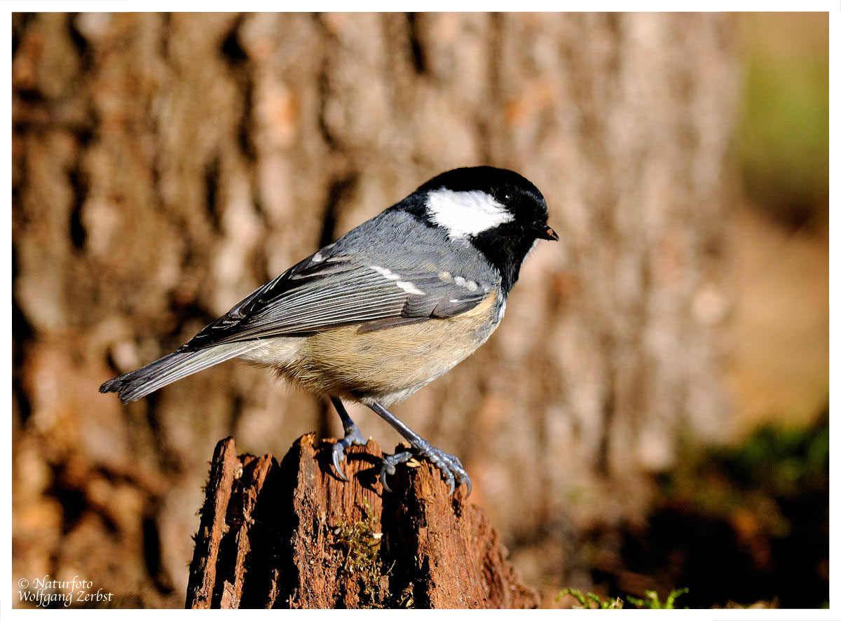 --- Tannenmeise ---- ( Parus caeruleus )