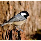 --- Tannenmeise ---- ( Parus caeruleus )