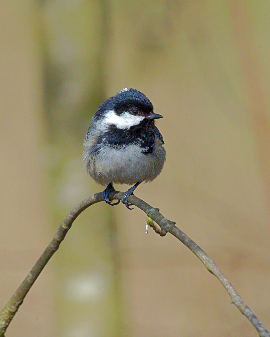 Tannenmeise (Periparus ater)