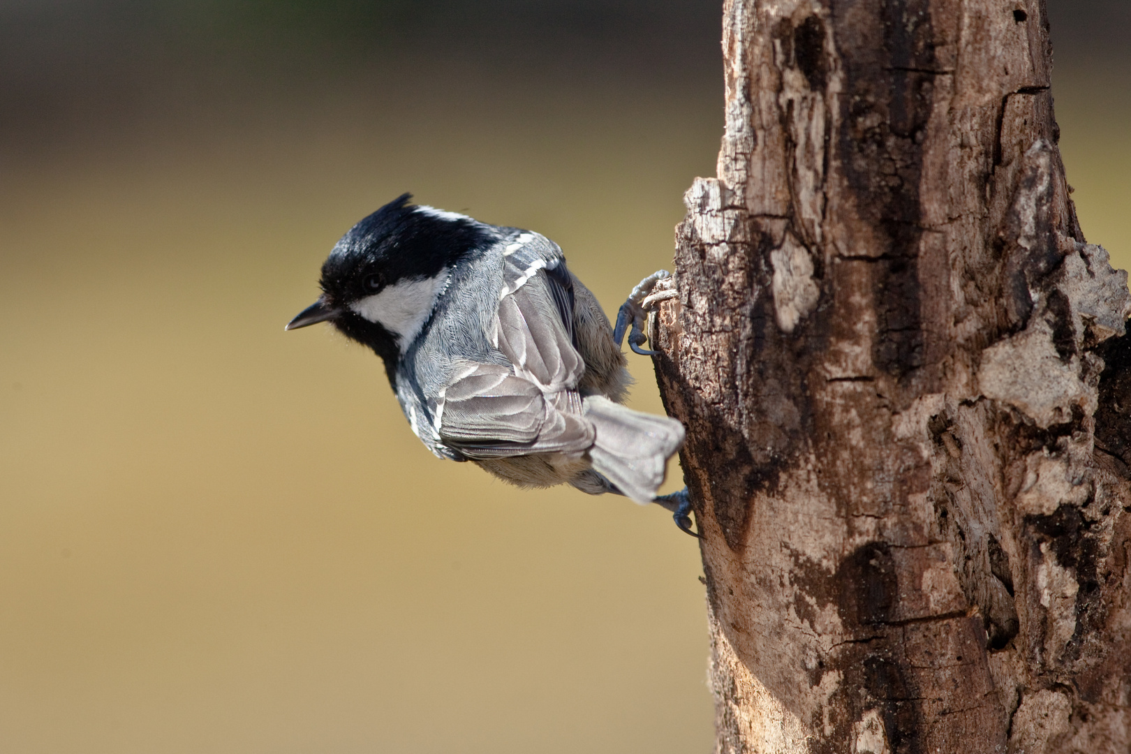 Tannenmeise (Periparus ater)