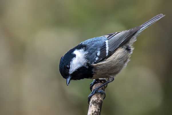  Tannenmeise (Periparus ater) 