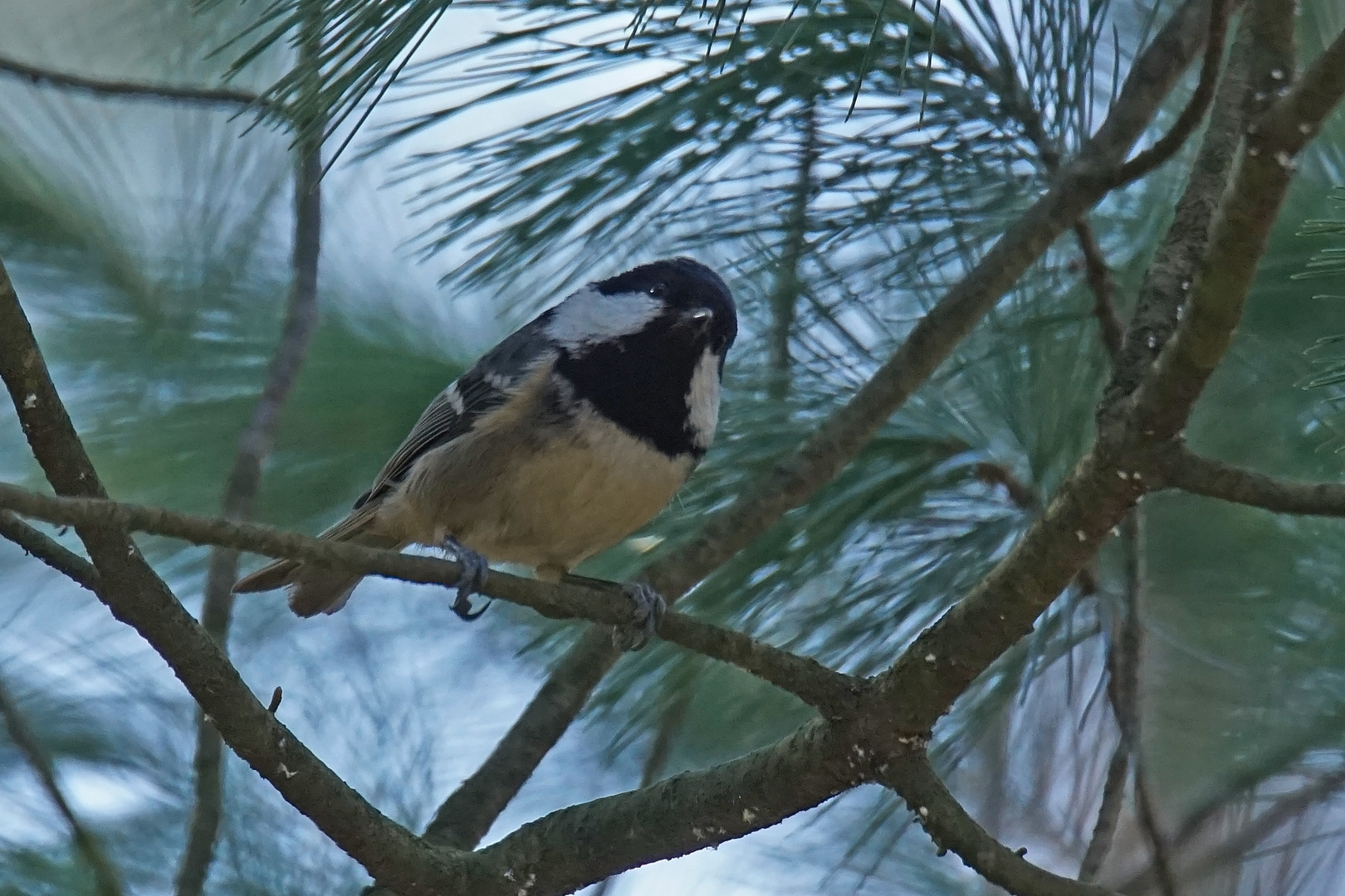 Tannenmeise (Periparus ater)