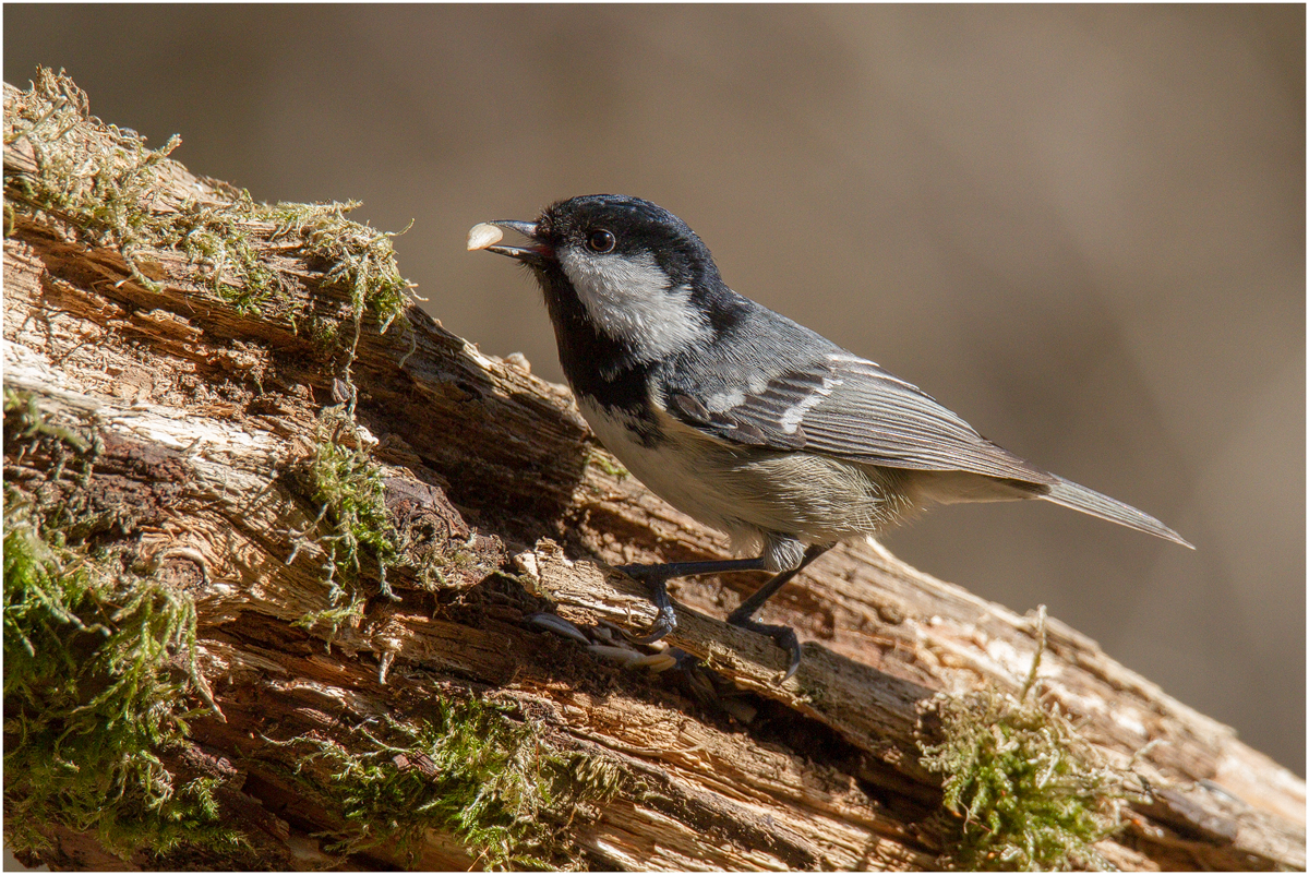 Tannenmeise (Periparus ater)