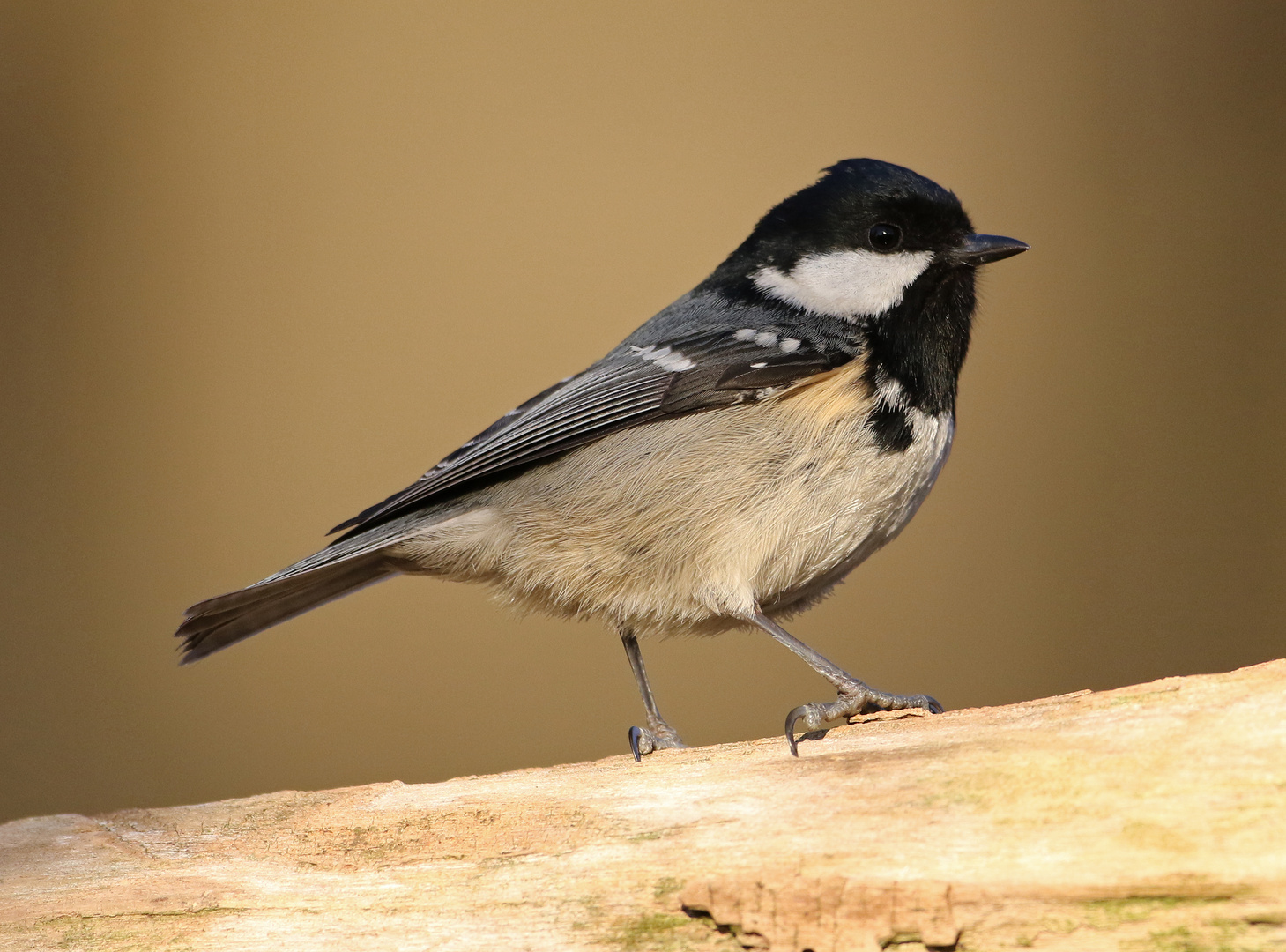 Tannenmeise (Periparus ater)