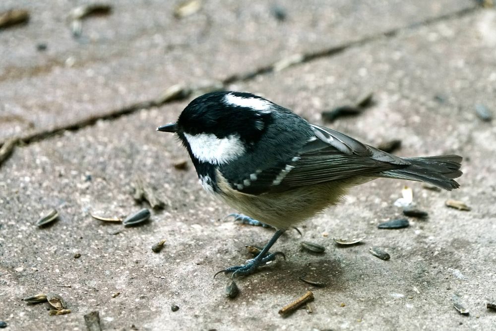 Tannenmeise (Periparus ater)