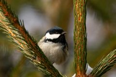  Tannenmeise (Periparus ater)