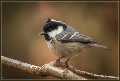 Tannenmeise (Periparus ater)