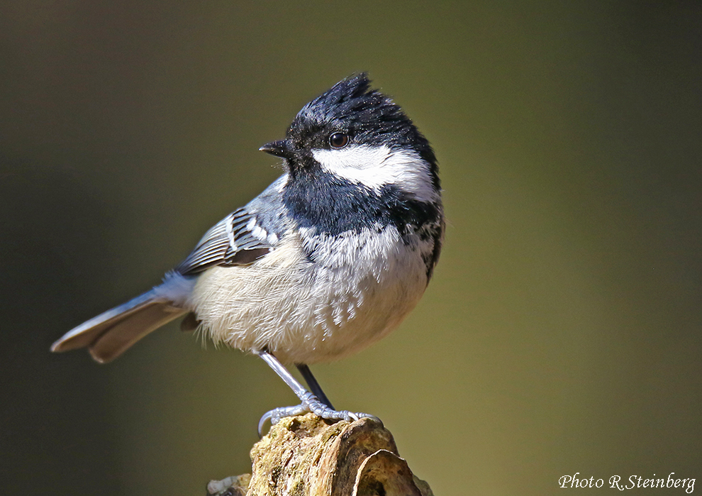 Tannenmeise (Periparus ater)