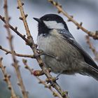 Tannenmeise (Periparus ater)