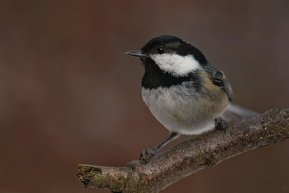 Tannenmeise (Periparus ater)