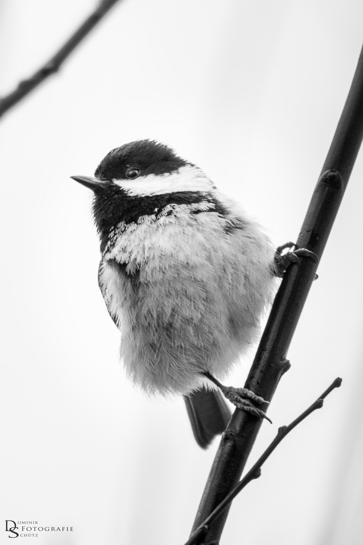 Tannenmeise (periparus ater)