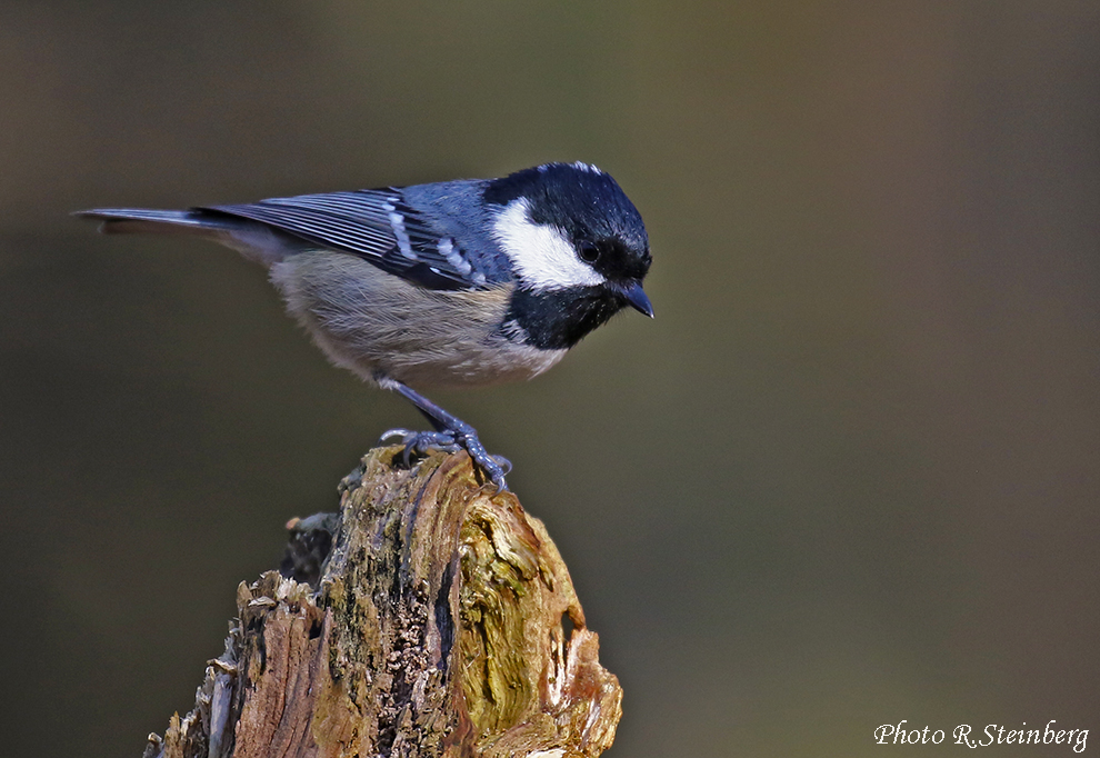 Tannenmeise (Periparus ater)