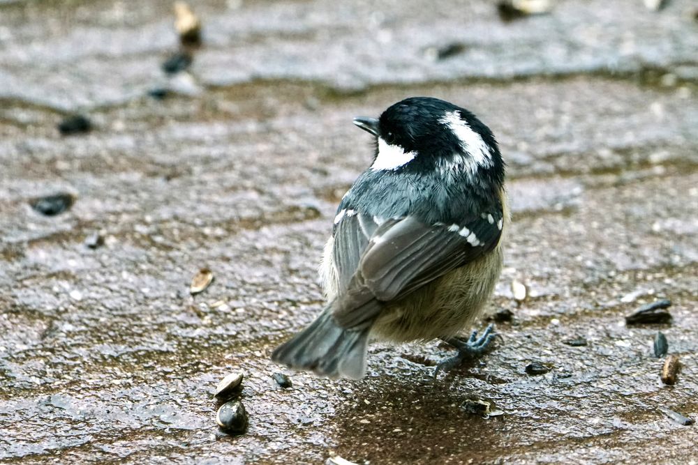 Tannenmeise (Periparus ater)