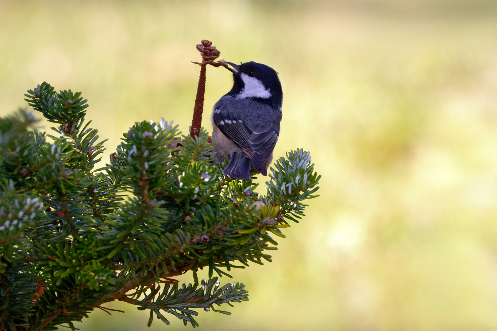 Tannenmeise (Periparus ater) auf einer Koreatanne