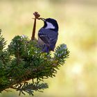 Tannenmeise (Periparus ater) auf einer Koreatanne