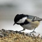 Tannenmeise  (Periparus ater) bei der "Brotzeit"