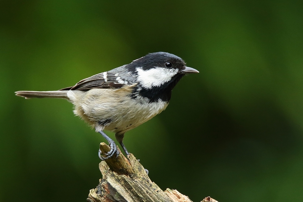 Tannenmeise (Periparus ater)