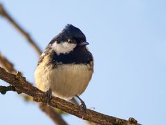 Tannenmeise (Periparus ater, Syn. Parus ater) - endlich habe ich sie zeigbar II