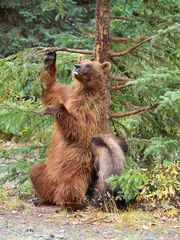 Tannennadelduft! JAAA!