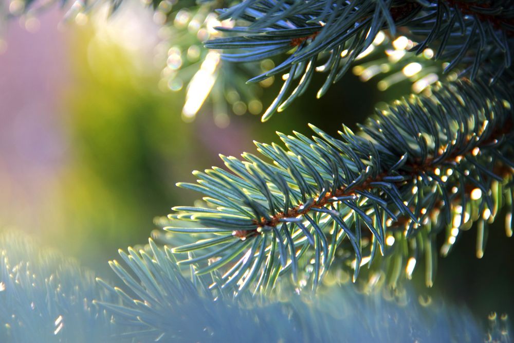 Tannennadeln Bild & Foto von alcedo.photo aus Kalender