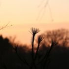 Tannenspitze vor Sonnenuntergang...