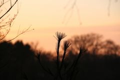 Tannenspitze vor Sonnenuntergang...