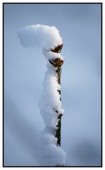 Tannenspitze ...wie eine Fahne im Wind...