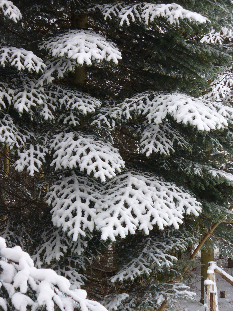 Tannenstrukturen im Winter