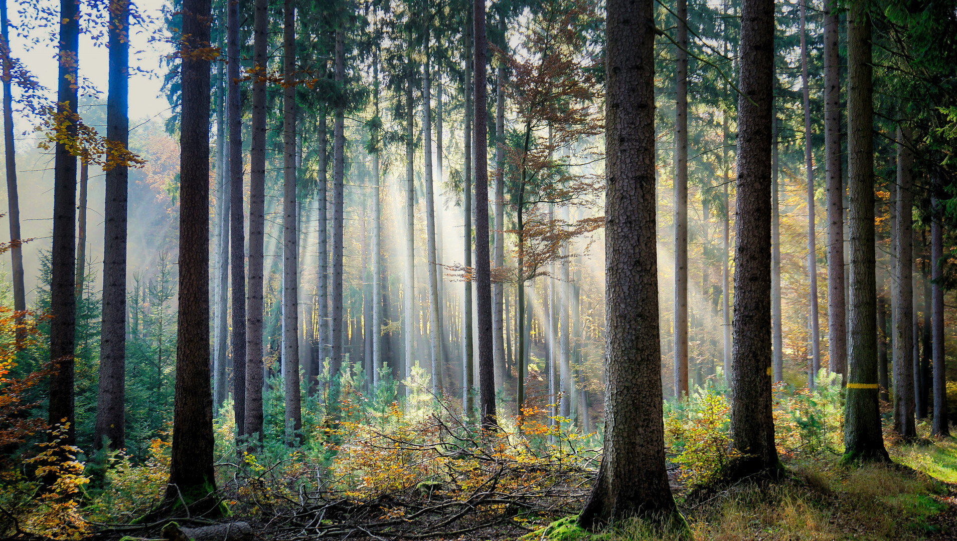 Tannenwald 01 Foto & Bild wald, deutschland, eald Bilder auf