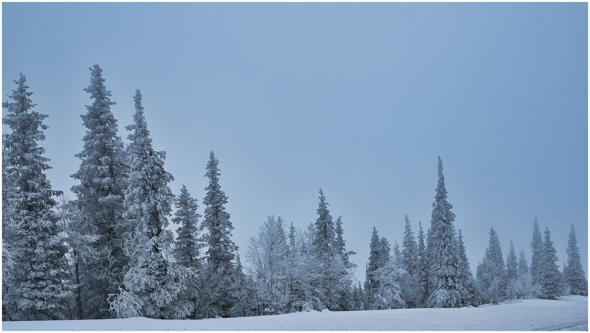 Tannenwald Foto & Bild world, schweden, natur Bilder auf